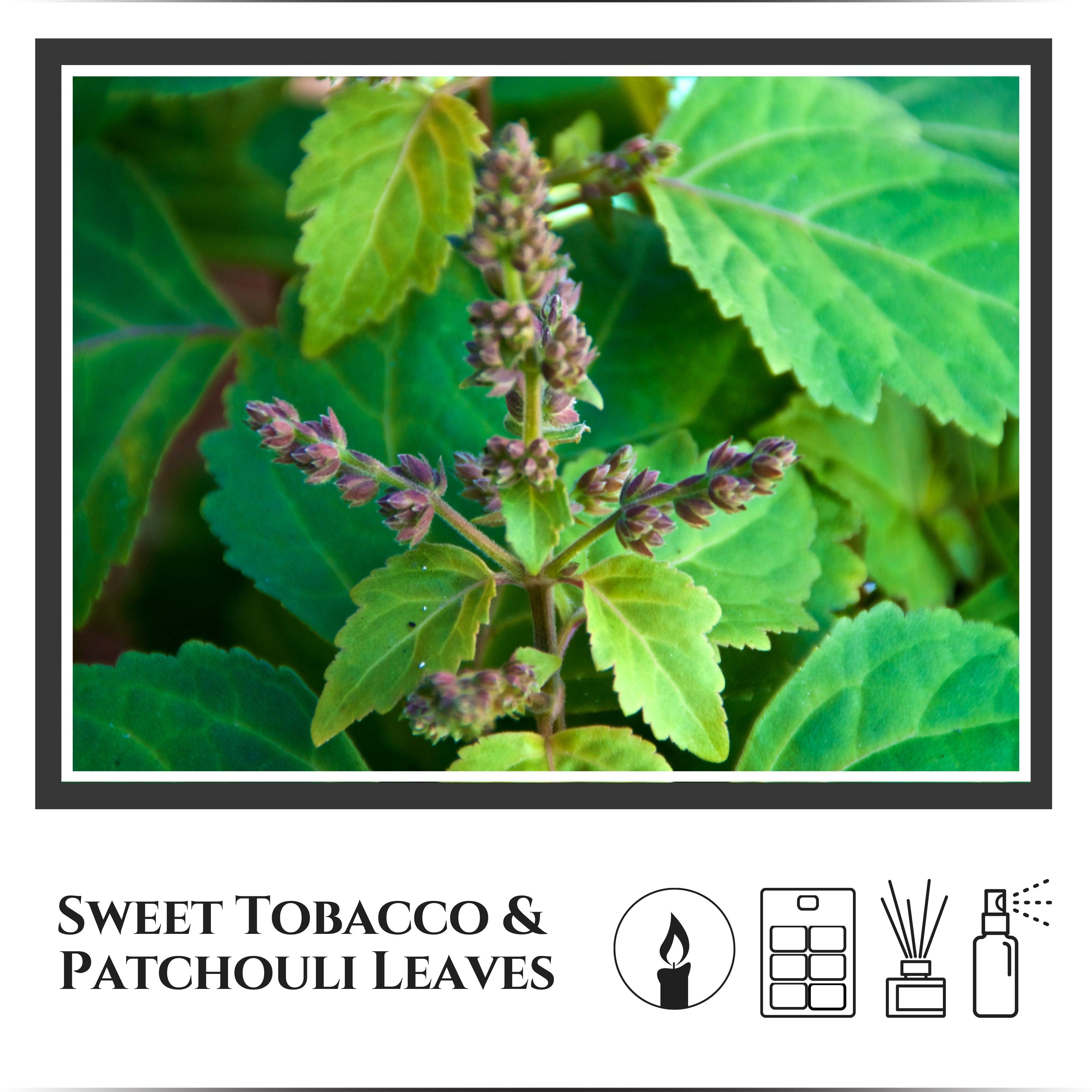 Smoked Patchouli