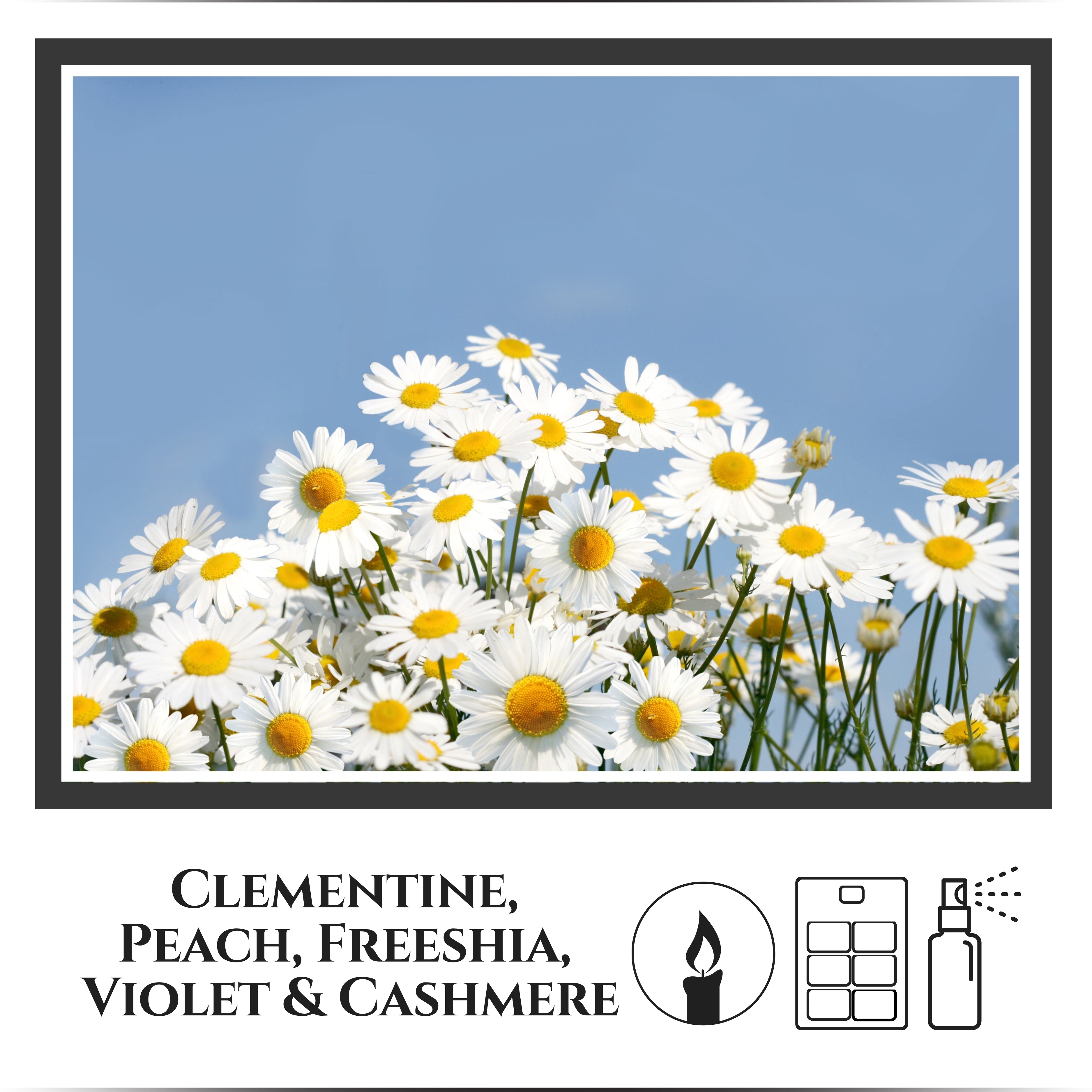 Champs de bleuets
